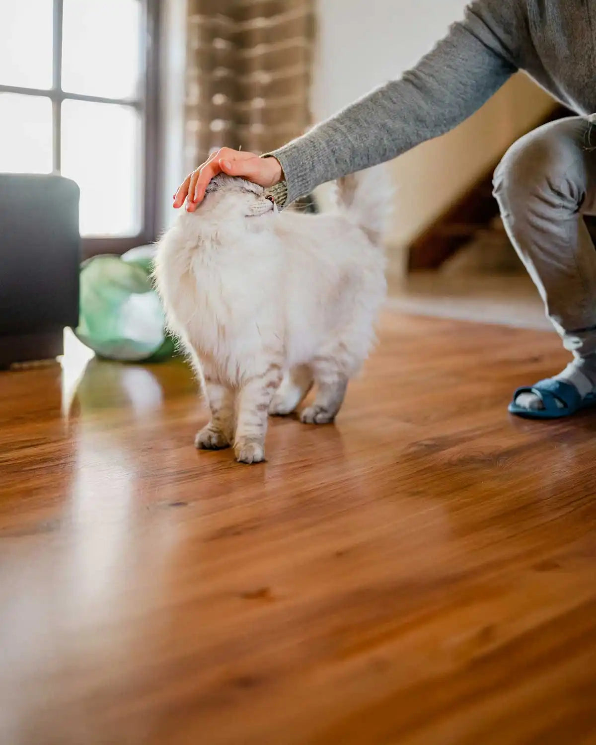 HealthyKitty grain‑free wet cat food cat featured getting a cuddle — Australian‑made